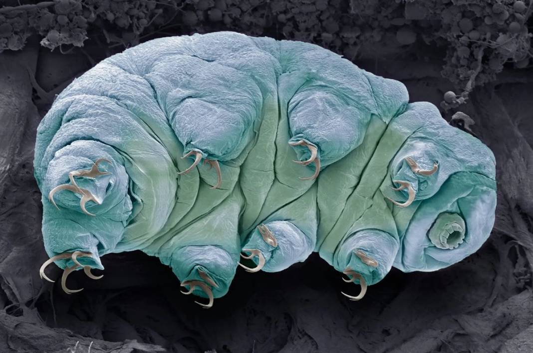 Tardigrad nedir? 17